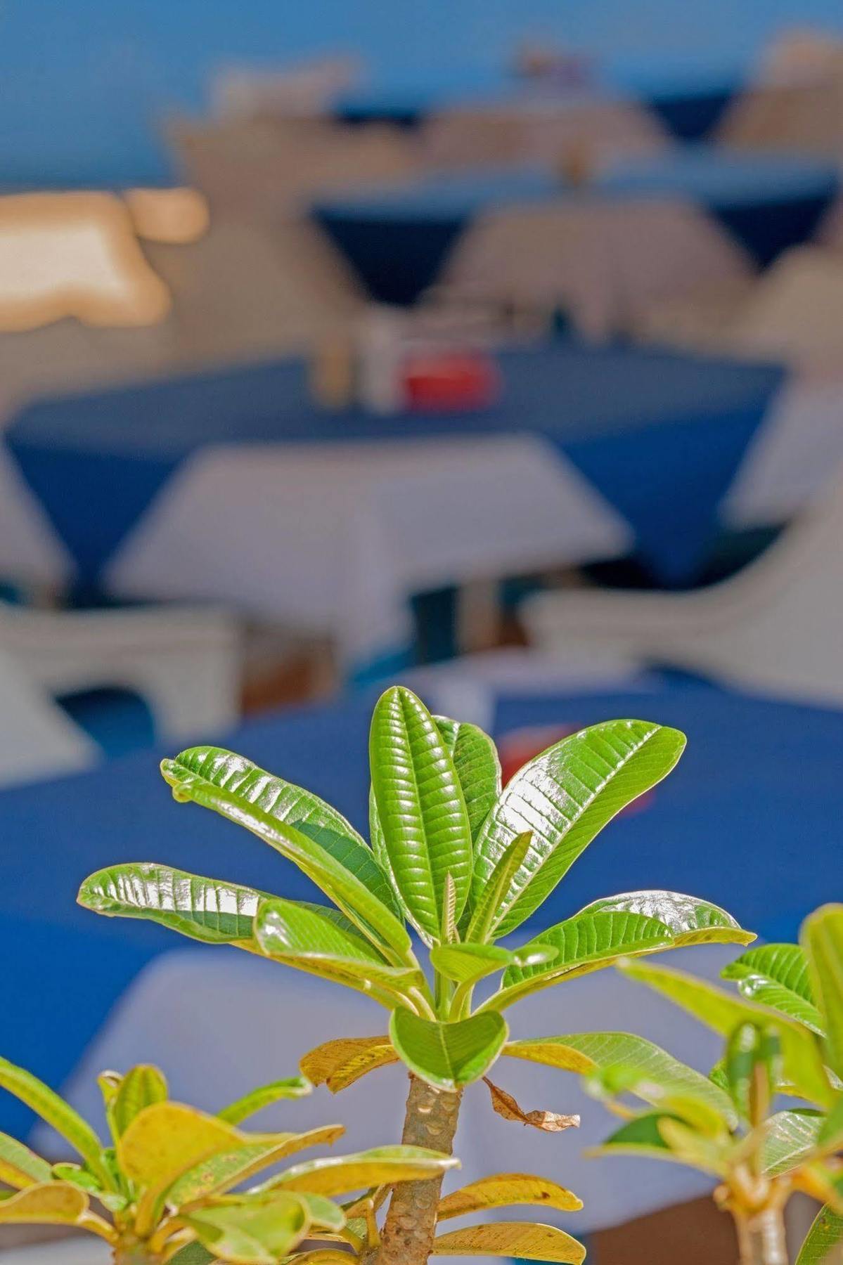 Bed and Breakfast Cuba Agonda Exterior foto
